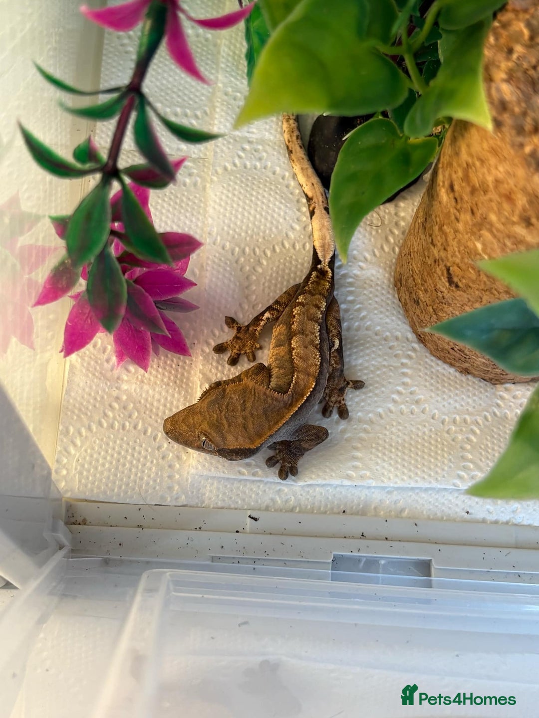 Gecko reptiles for sale: Crested geckos - Image 2