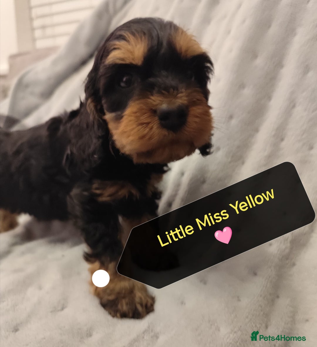 Cockapoo dogs for sale: 🐶Beautiful F1 Cockapoo Puppies🐾 - Image 3