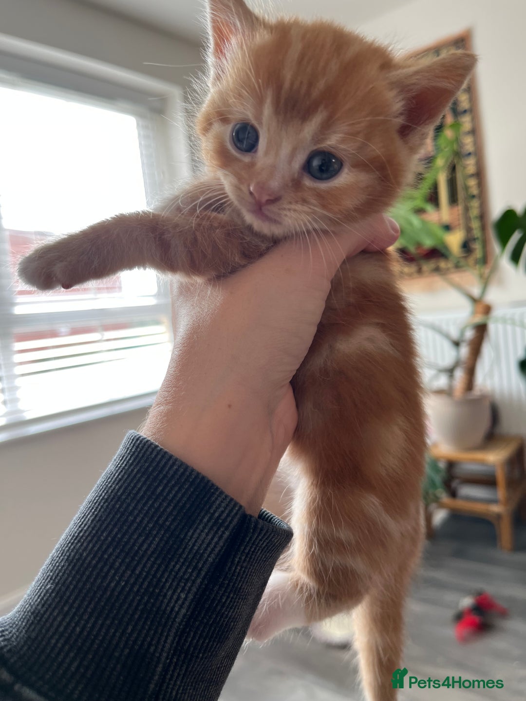Persian cats for sale: Lovely little kittens  - Image 7