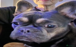 French Bulldog dogs for sale: French fluffy bulldog girl  - Image 1