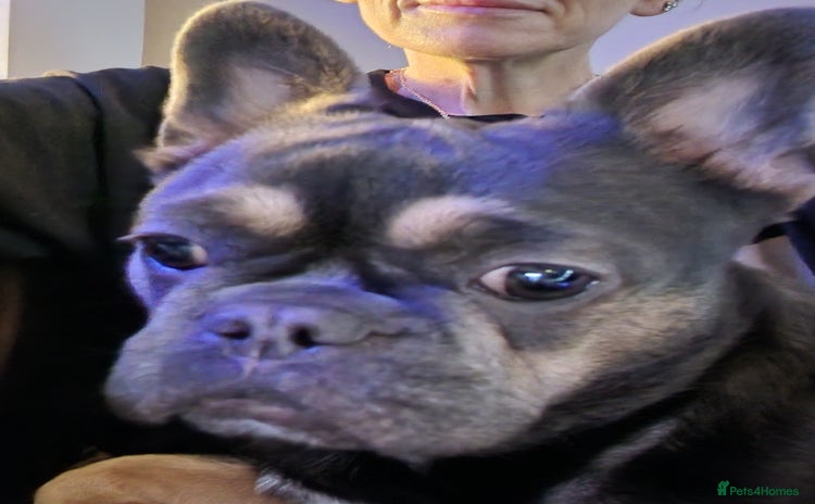 French Bulldog dogs - Advert 16