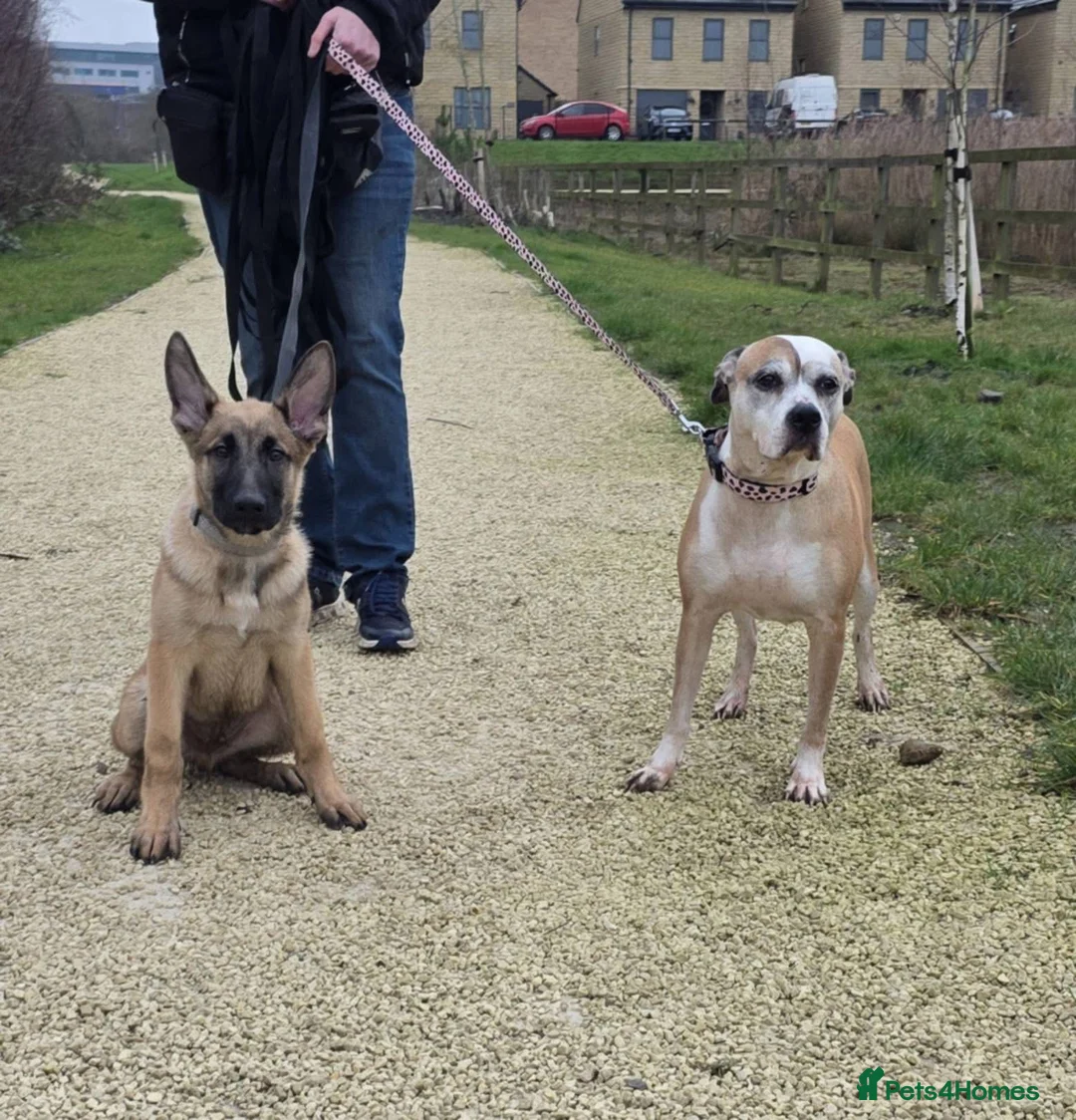 Mixed Breed dogs for sale: Belgian Malinois x Alsatian  in Castleford - Advert 3