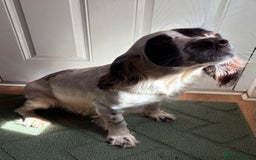 Sprocker dogs for sale: Beautiful Sproker pups  - Image 2