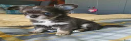 Chihuahua dogs for stud: For Stud - Advert 2