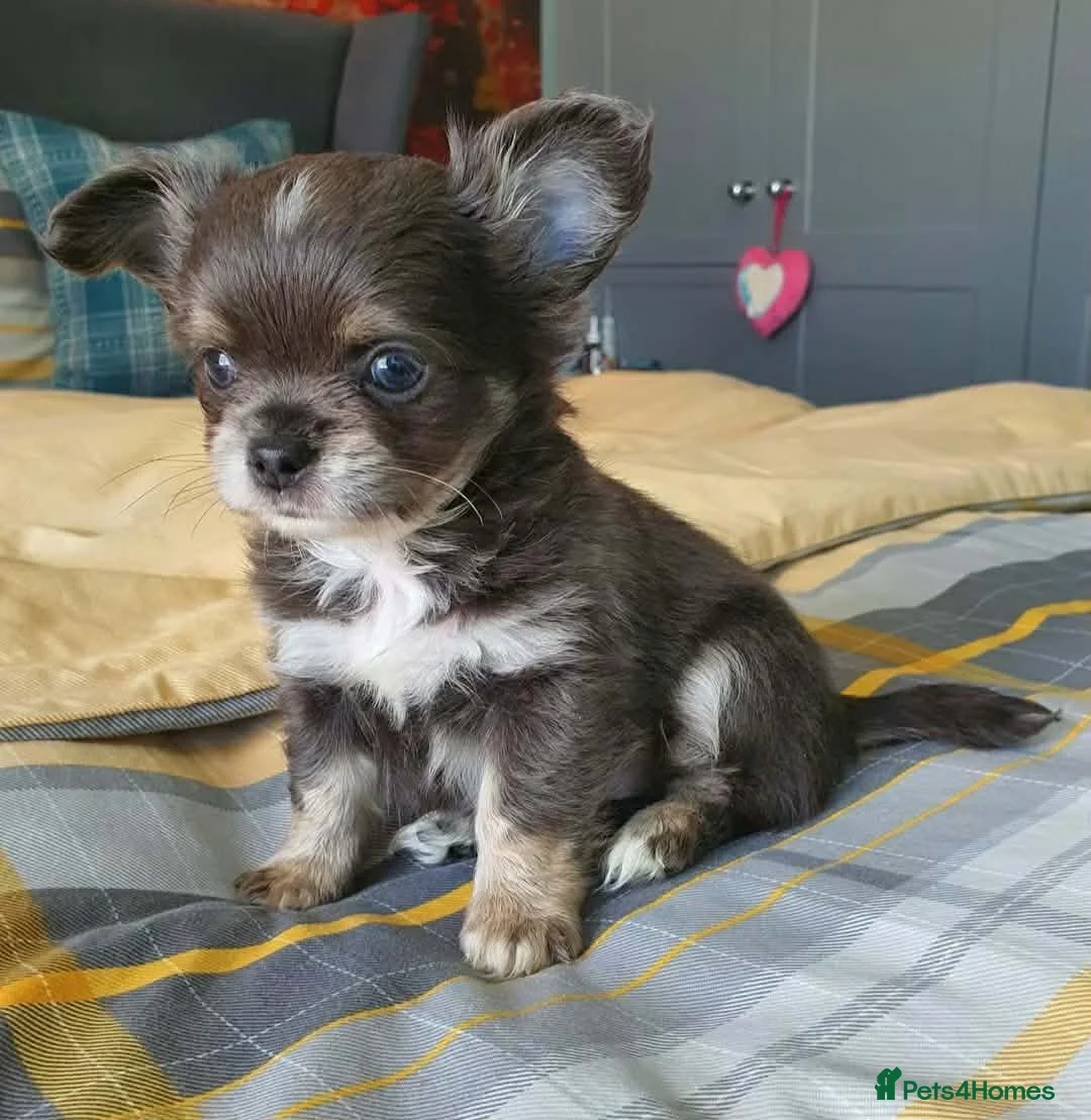 Chihuahua dogs for stud: For Stud - Advert 2