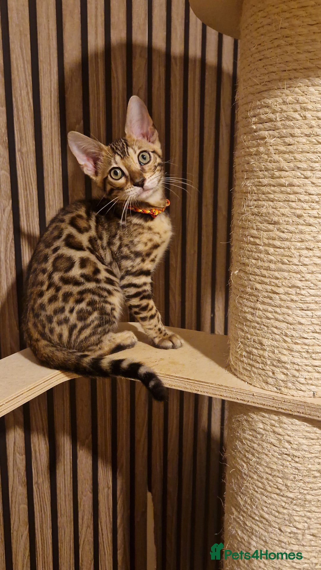 Bengal cats for sale: Beutifull kittens❤️ - Advert 20
