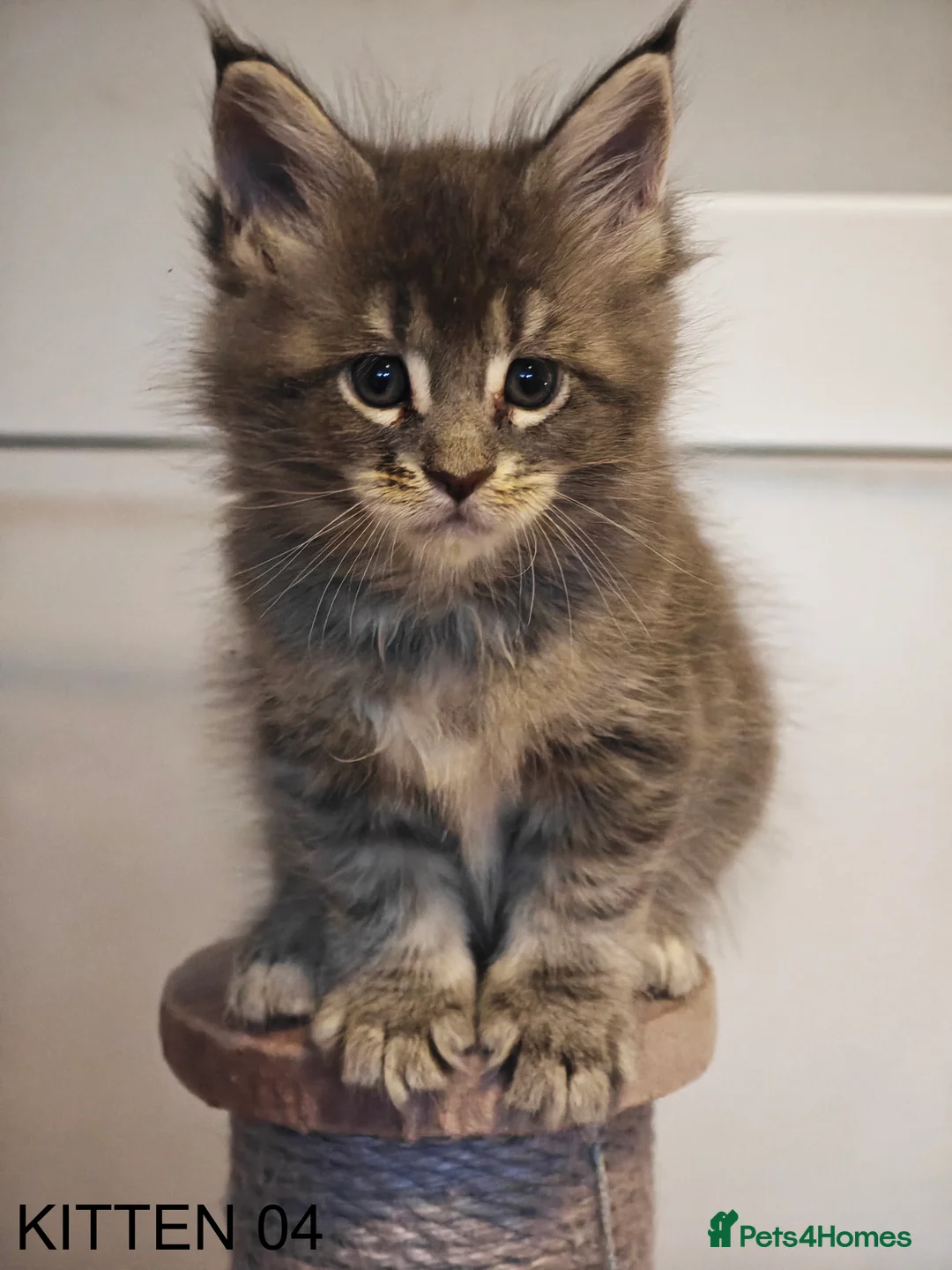 Maine Coon cats for sale: PURE BREED MAINE COON KITTENS READY EARLY MARCH - Advert 25
