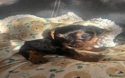 Yorkshire Terrier dogs for sale: Yorkshire Terrier puppies - Image 2