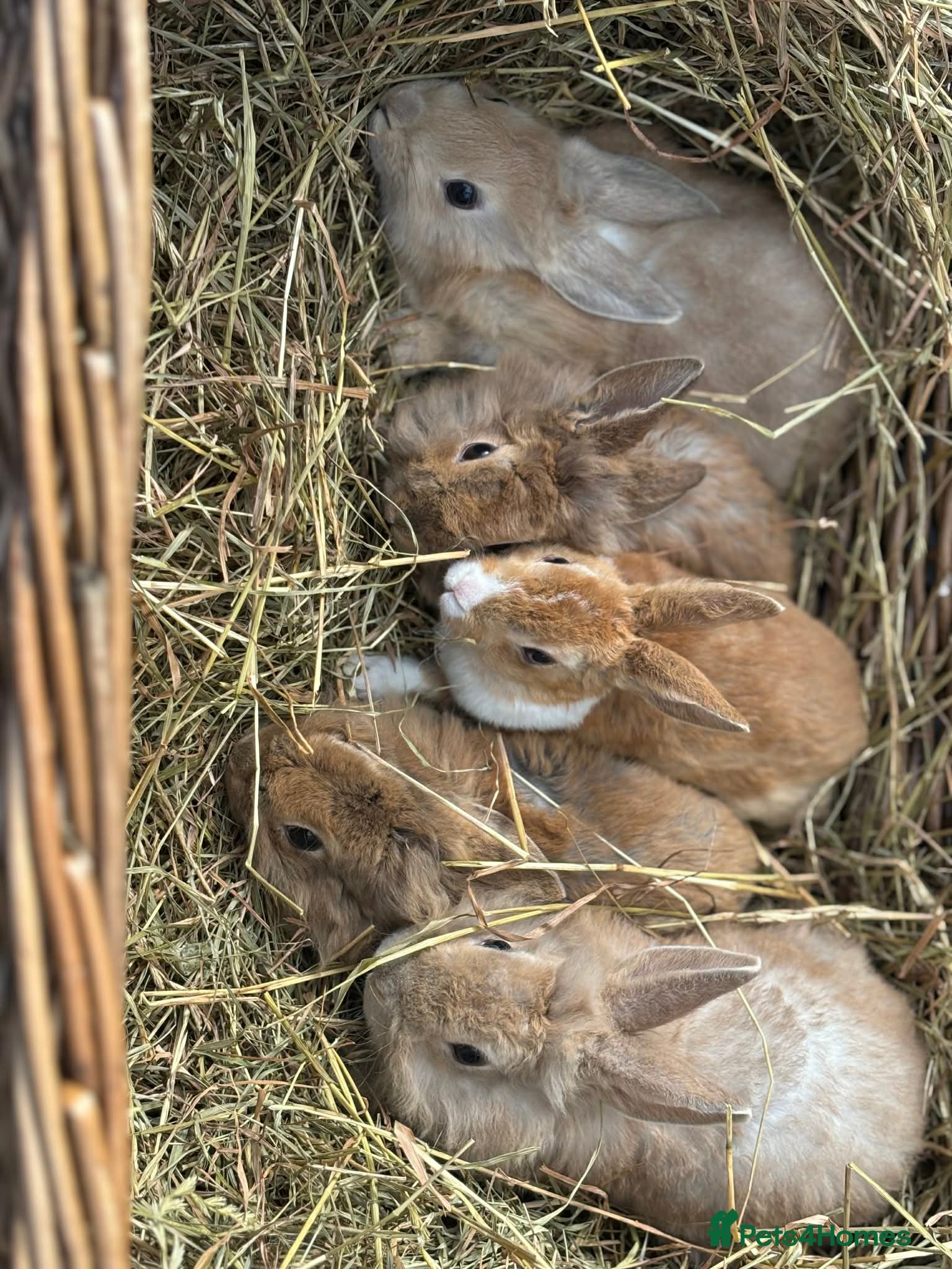 Lionhead rabbits Lionhead babies ready now 8 weeks old - Advert 2
