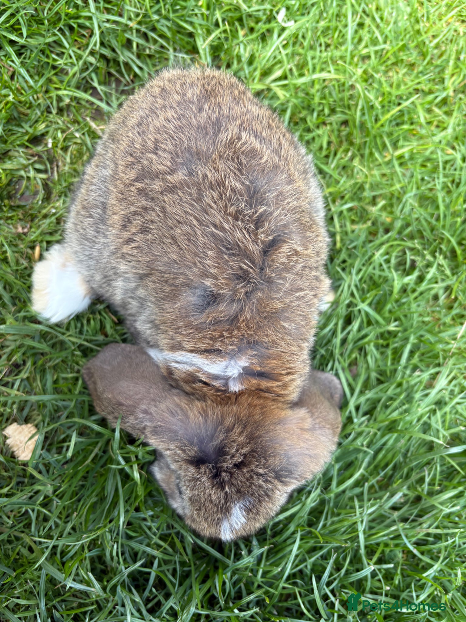 Mini Lop rabbits Beautiful pure breed mini lops😍 - Advert 2