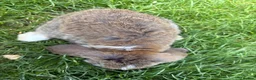Mini Lop rabbits for sale: Beautiful pure breed mini lops😍 - Advert 11