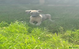 Whippet dogs for sale: Gorgeous litter of whippet puppies - Image 1