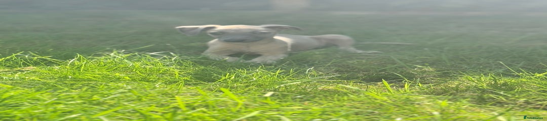 Whippet Puppy 2