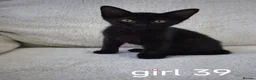 Mixed Breed cats for sale: Mixed sphinx kittens for sale  - Advert 18