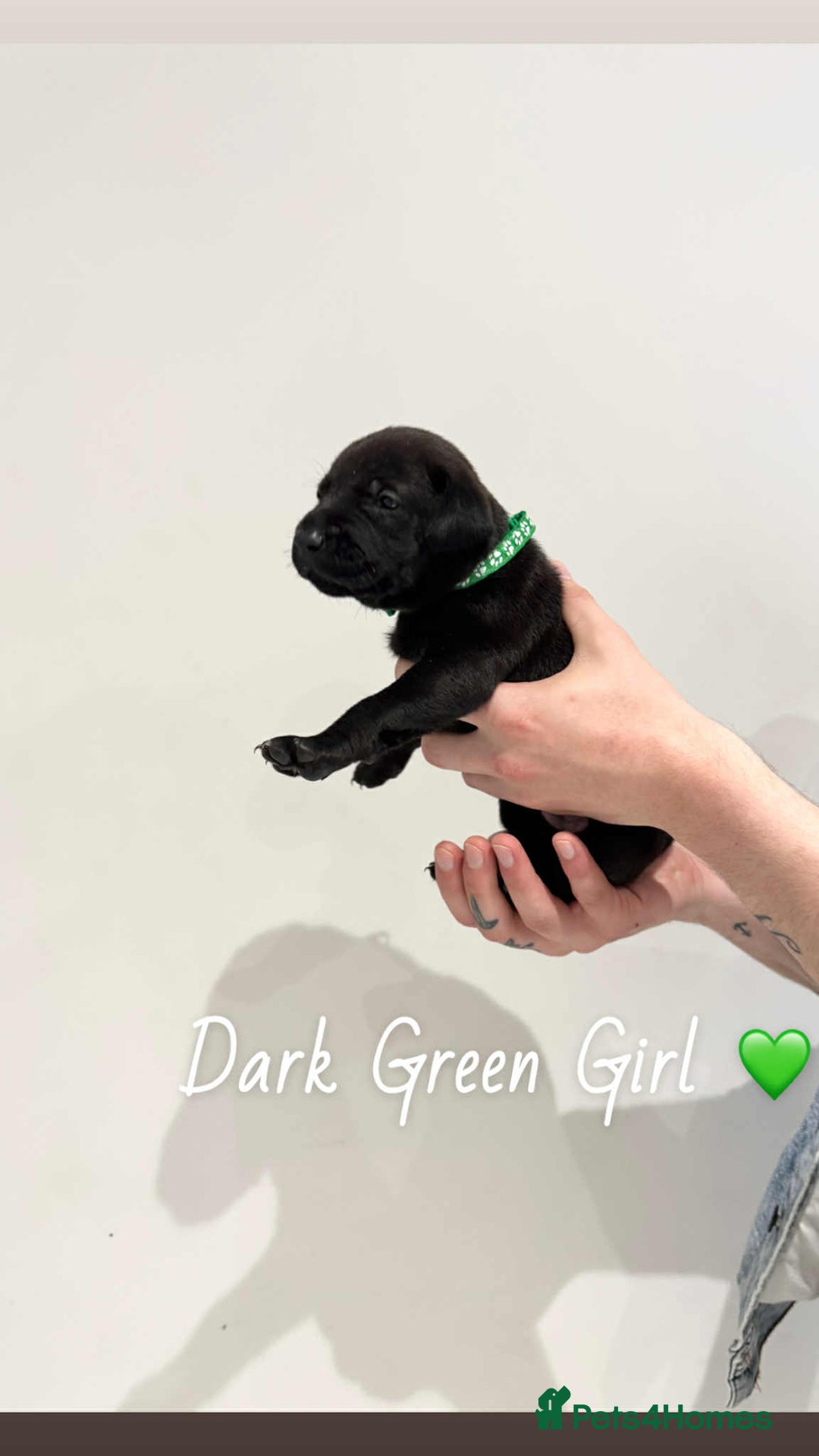 Mixed Breed dogs for sale: Doberman X XL Bully  - Image 14