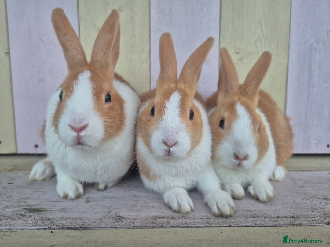 Dutch rabbits for sale: 🧡Absolutely gorgeous and friendly babies🧡  - Advert 4