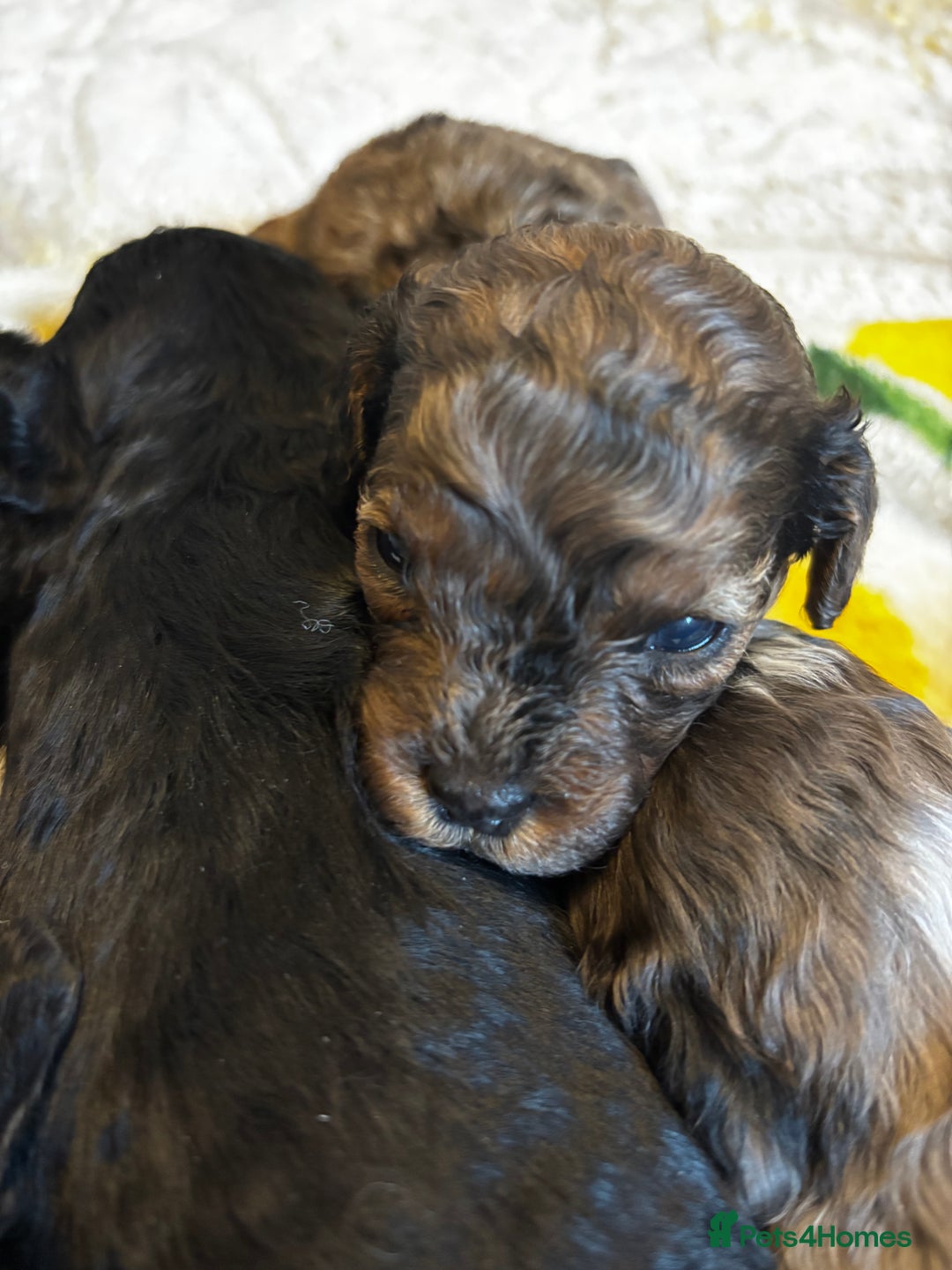 Cavapoochon dogs for sale: 🐶Exceptional cavapoochon pup's🐶 - Advert 10