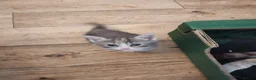 British Shorthair cats for sale: Five stunning kittens available immediately  - Advert 26