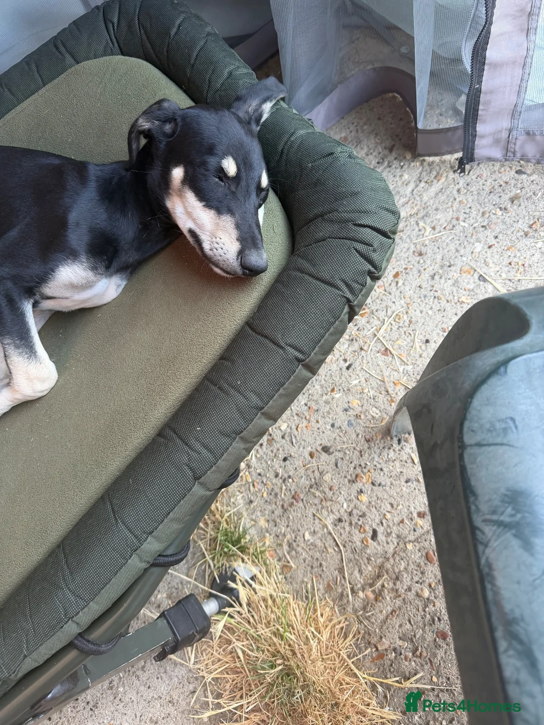 Mixed Breed dogs for sale: Rocky looking for his forever home - Advert 2
