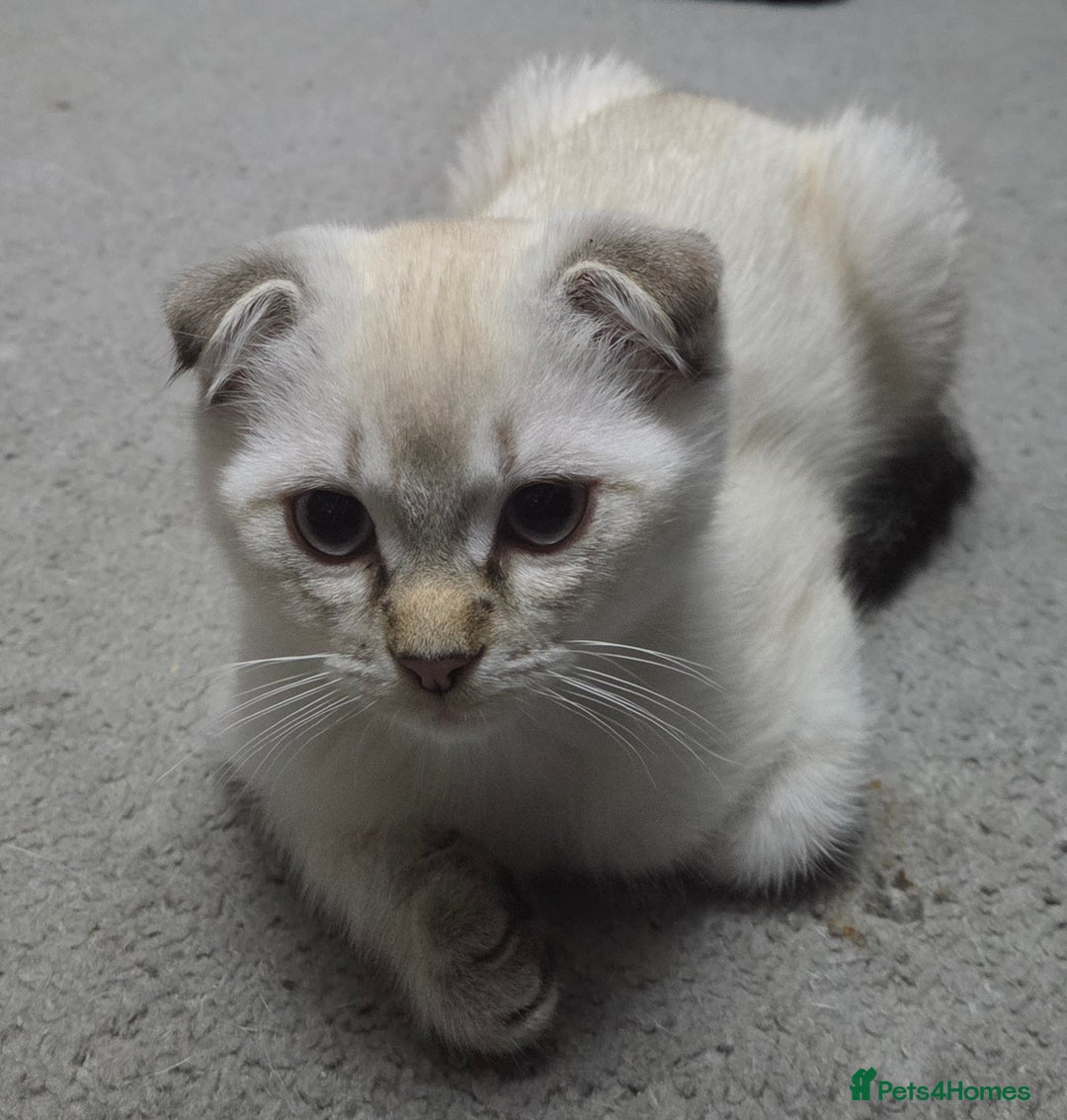 Scottish Fold cats for sale: One little boy still waiting - Advert 3