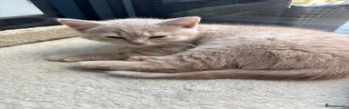 British Shorthair 1
