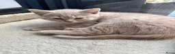 British Shorthair cats for sale: Unique GCCF British Shorthair kittens in Middlesbrough - Advert 4