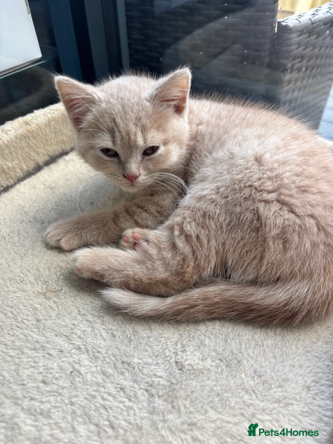 British Shorthair cats for sale: Unique GCCF British Shorthair kittens in Middlesbrough - Advert 4