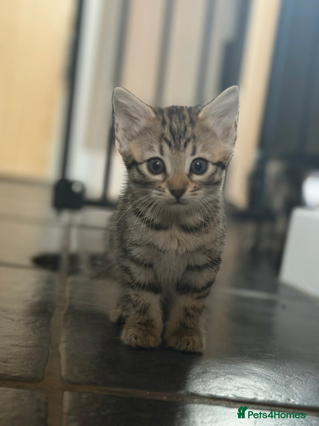 Bengal cats for sale: Adorable kittens for loving homes - Advert 2