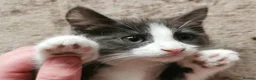 Mixed Breed cats for sale: Maine Coon X kittens in Swindon - Advert 5
