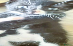 Mixed Breed cats for sale: Beautiful Litter of 4 kittens  - Image 14