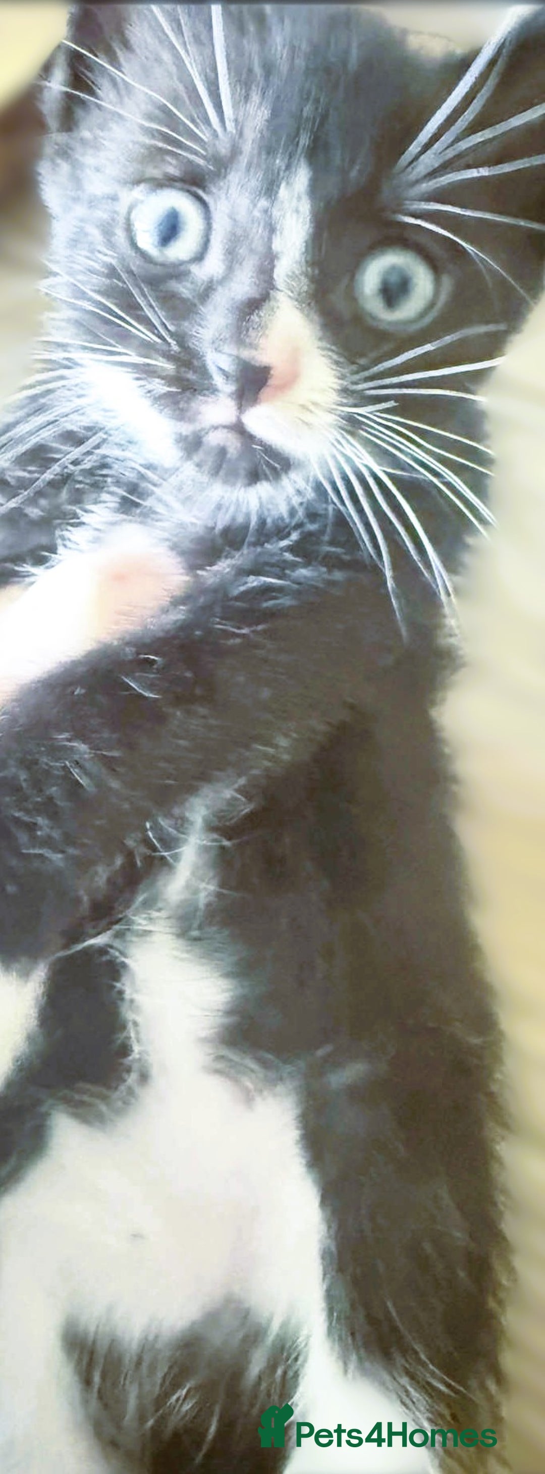 Mixed Breed cats for sale: Beautiful Litter of 4 kittens  - Image 14