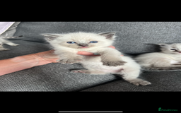 Ragdoll cats for sale: Gorgeous pedigree Ragdoll kittens for sale  - Image 9