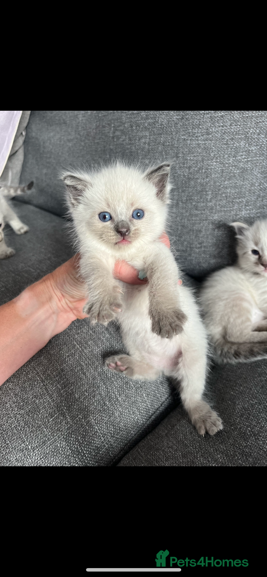 Ragdoll cats for sale: Gorgeous pedigree Ragdoll kittens for sale  - Image 9