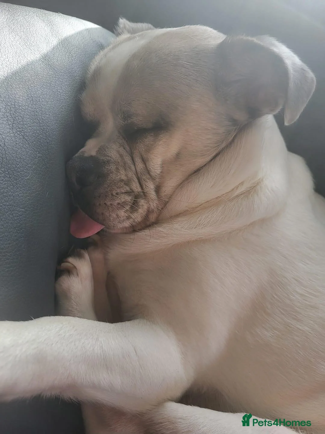 Chug dogs for sale: Chug for rehome in Melton Constable - Advert 2
