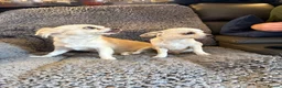 Chihuahua dogs for sale: 4 smooth coat apple head Chihuahua puppies - Advert 9