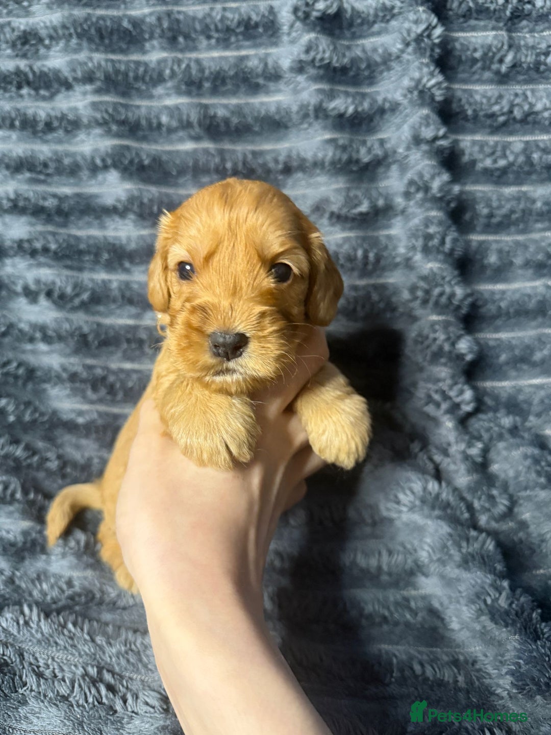 Cockapoo dogs for sale: F1 RARE VILLASPANIOL CHAMPION LINE  COCKAPOOS  - Advert 13