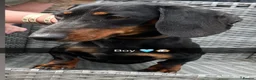 Dachshund dogs for sale: Dashund  in Wednesbury - Advert 6