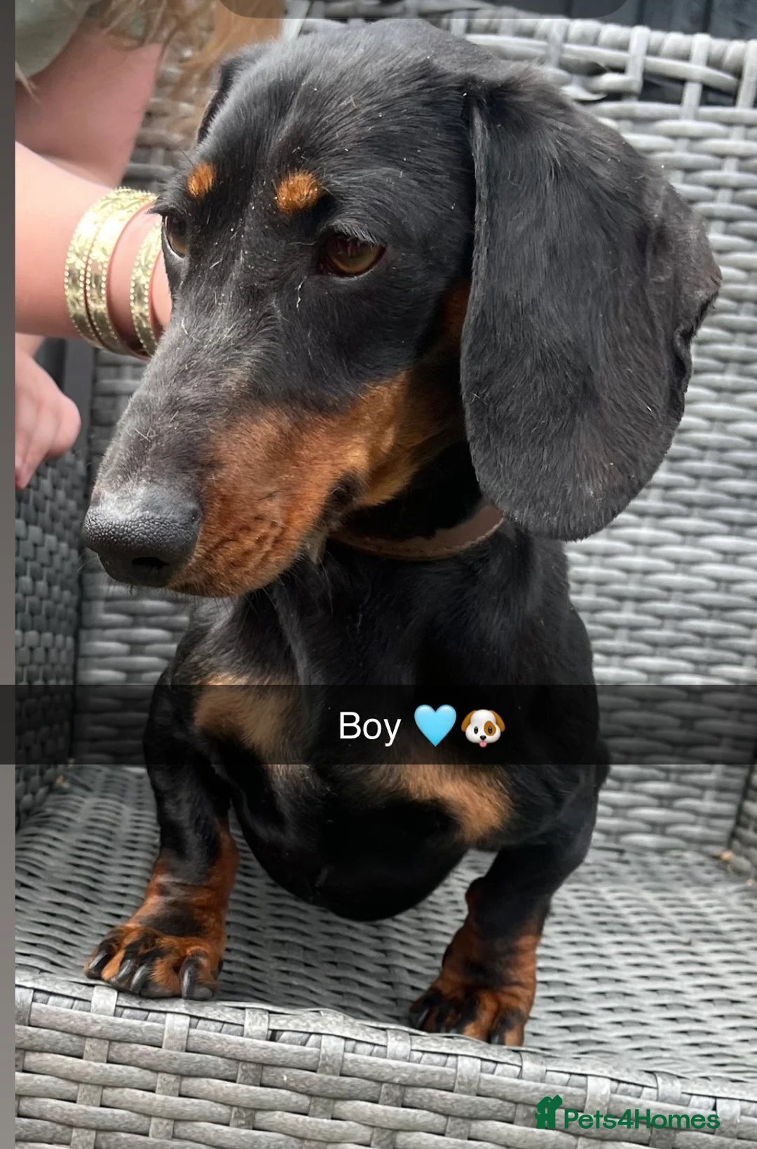 Dachshund dogs for sale: Dashund  in Wednesbury - Advert 6