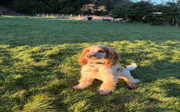 Cocker Spaniel dogs for stud: * Proven* cocker spaniel stud - Image 1