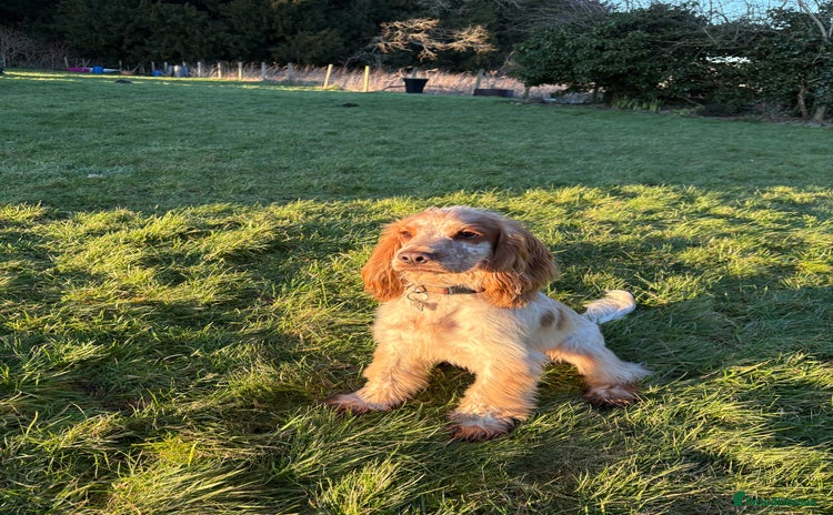 Cocker Spaniel dogs - Advert 1