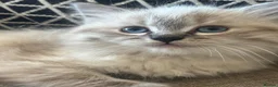 Ragdoll cats for sale: Stunning Pure Ragdoll kittens  - Advert 3