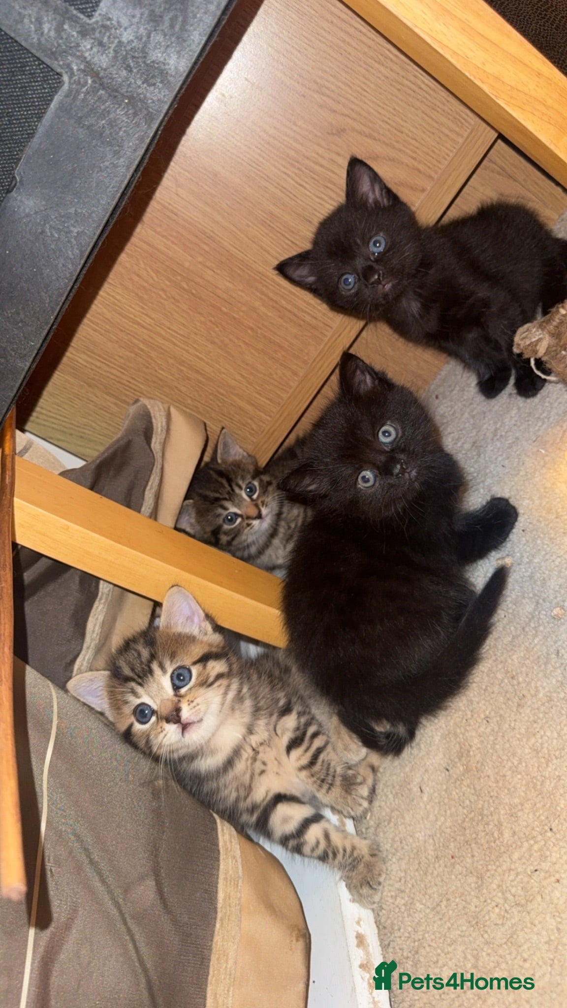 Mixed Breed cats Mixed breed kittens  - Advert 1