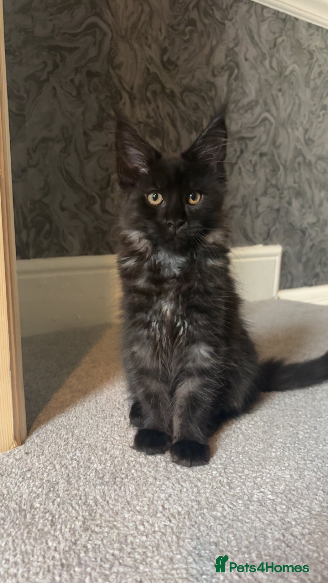 Maine Coon cats for sale: black smoke female  - Image 17