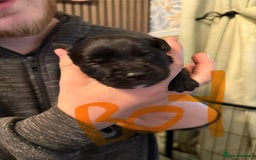 Mixed Breed dogs for sale: Mastador pups - Image 17