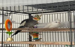 Cockatiels birds for sale: Pair of Beautiful Cockatiels for Sale - Image 4