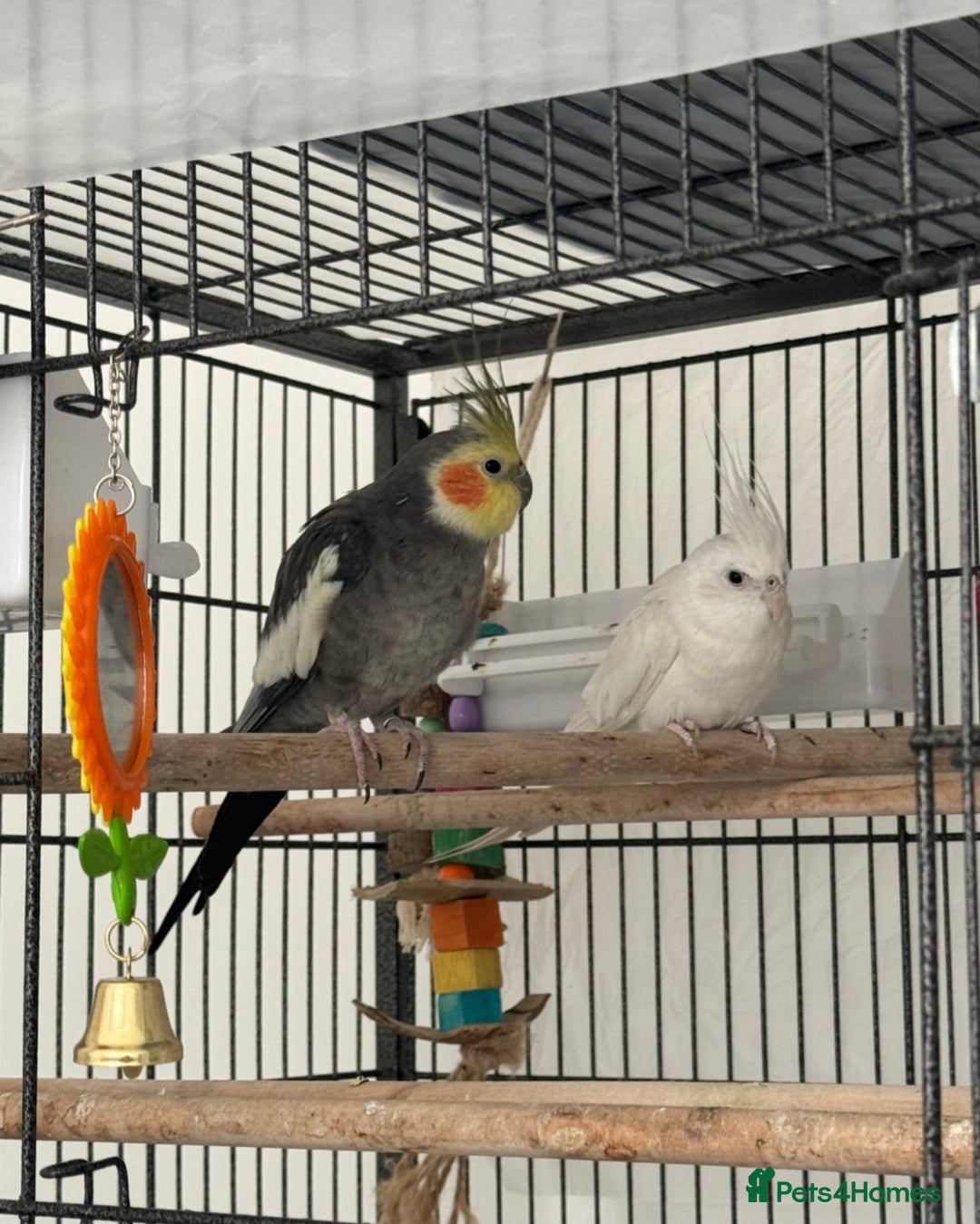 Cockatiels birds for sale: Pair of Beautiful Cockatiels for Sale - Image 4