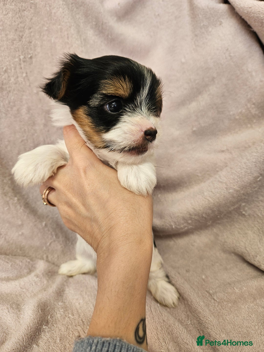 Yorkshire Terrier dogs for sale: ❤️ DNA Tested parents ❤️ Yorkie puppies  - Advert 20