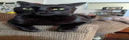British Shorthair cats for sale: 2 indoor house cats - Advert 7