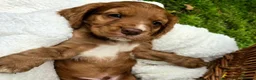 Cocker Spaniel dogs for sale: KC reg cocker spaniel boy - Advert 2