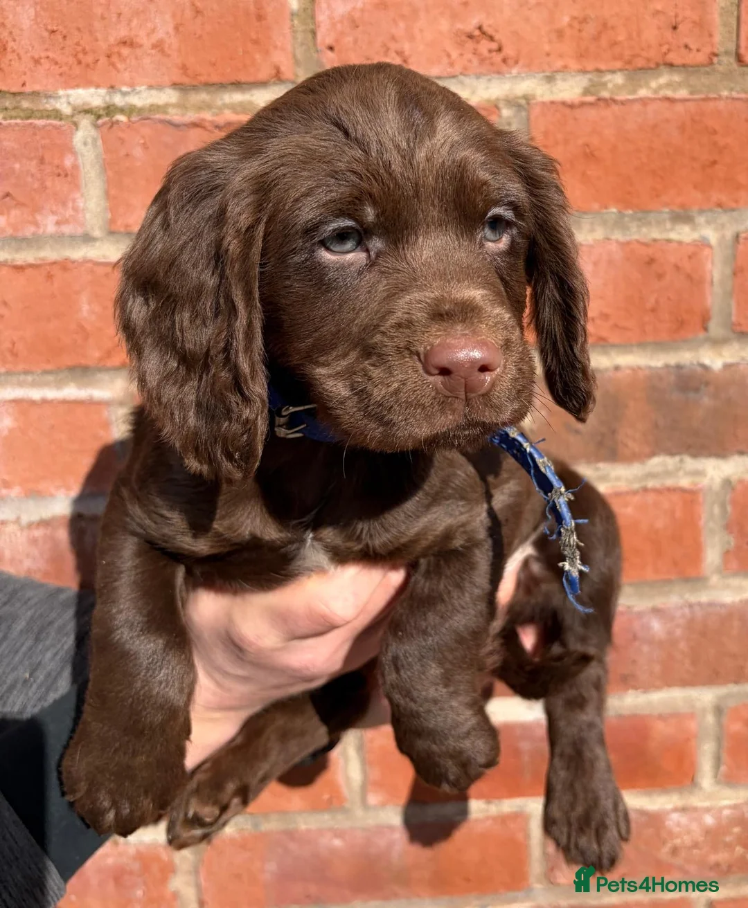 Cocker Spaniel dogs for sale: KC registered Cocker Spaniel Puppies - Advert 14